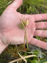 Rhynchospora macrostachya