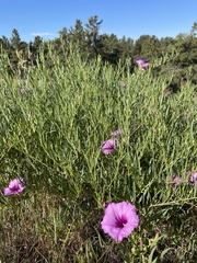Ipomoea leptophylla
