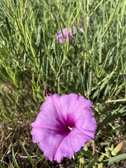 Ipomoea leptophylla