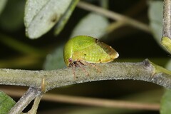 Stictocephala lutea