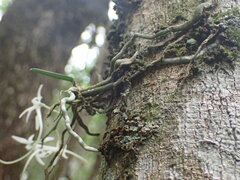 Mystacidium venosum