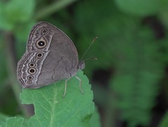 Mycalesis perseoides