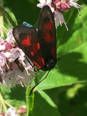 Zygaena viciae