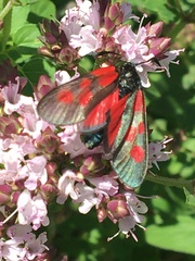 Zygaena viciae