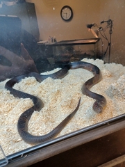 Pituophis melanoleucus lodingi