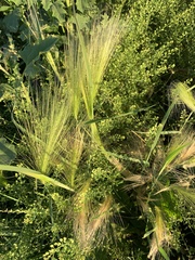 Hordeum jubatum