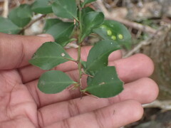 Gymnosporia nemorosa