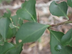 Gymnosporia nemorosa