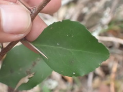 Gymnosporia nemorosa
