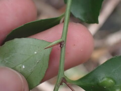 Gymnosporia nemorosa