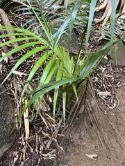 Nephrosperma vanhoutteanum