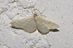 Idaea deversaria