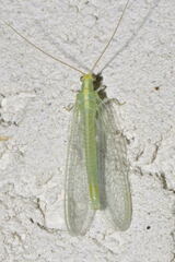 Nineta flava