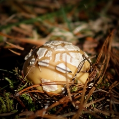 Amanita toxica