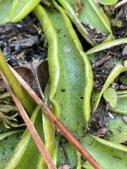 Pinguicula alpina