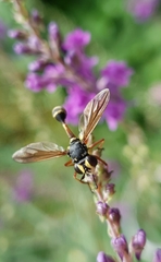 Physocephala rufipes