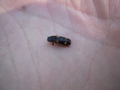 Dircaea quadriguttata