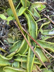 Pinguicula alpina