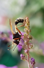 Physocephala rufipes