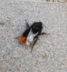 Bombus