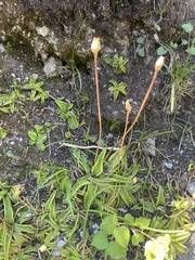 Pinguicula alpina