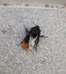 Bombus