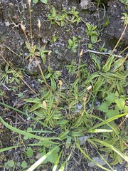 Pinguicula alpina