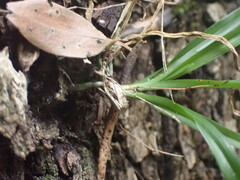 Angraecum pusillum