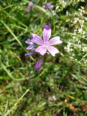 Malva sylvestris