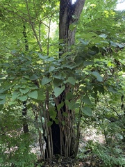 Tilia miqueliana