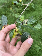 Hormaphis hamamelidis