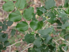 Dovyalis rhamnoides