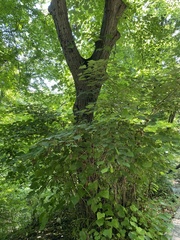 Tilia miqueliana