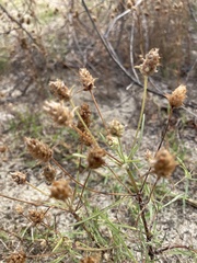 Plantago arenaria