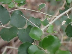 Dovyalis rhamnoides