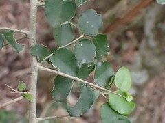 Dovyalis rhamnoides