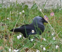Corvus monedula