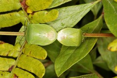 Chinavia pensylvanica