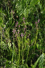 Polygala hybrida