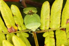 Chinavia pensylvanica