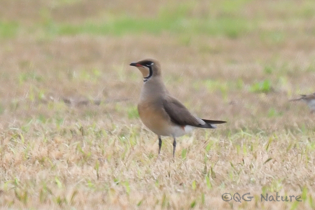 Oriental Pratincole
