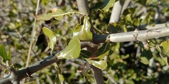 Gardenia volkensii