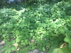Parthenocissus quinquefolia
