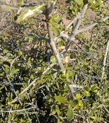 Gardenia volkensii