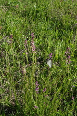 Polygala hybrida