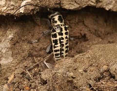 Plectrodera scalator