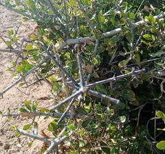 Gardenia volkensii