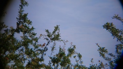 Curruca communis