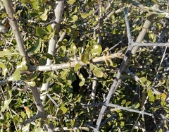 Gardenia volkensii