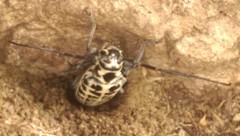 Plectrodera scalator